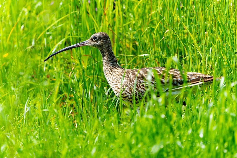 A bird with a long beak stands in a green meadow with tall grass, curlew, (genus Numenius), France, Europe