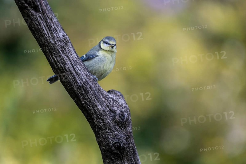 Blue tit (Parus caerulea), Emsland, Lower Saxony, Germany, Europe