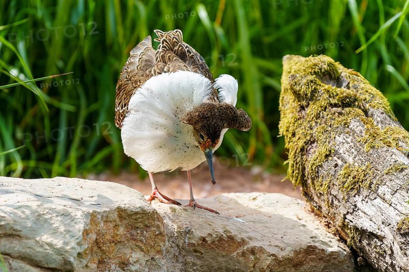 Bird on stone covered with white and patterned plumage, ruff (Calidris pugnax, Syn.: Philomachus pugnax), courtship display, France, Europe