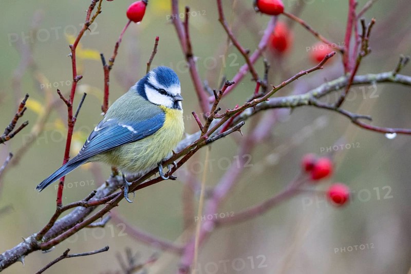 Blue tit (Parus caeruleus) Germany