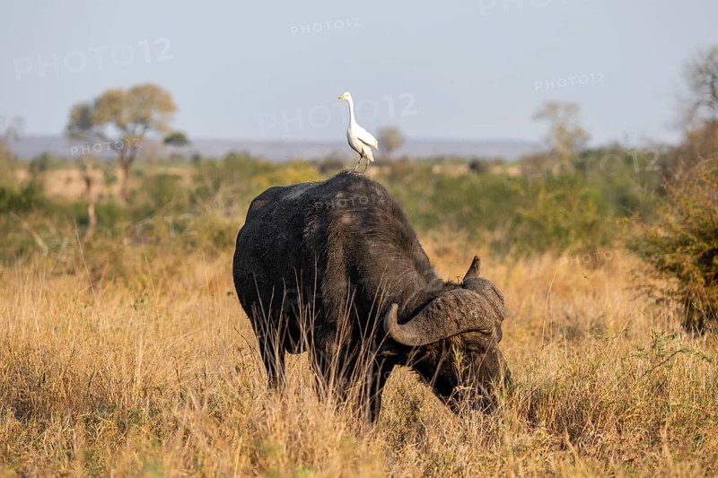 Cattle egret (Bubulcus ibis) sitting on the back of a Cape buffalo (Syncerus caffer caffer), bull standing in dry grass, African savannah, funny, Kruger National Park, South Africa, Africa