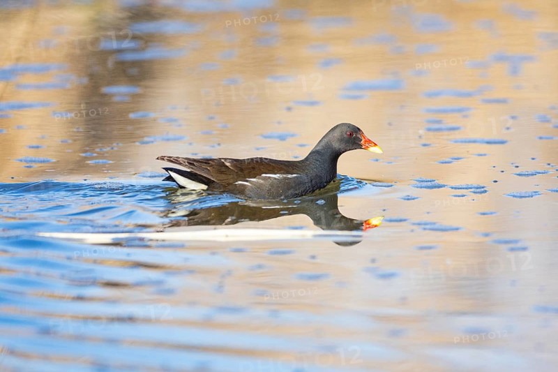 Moorhen (Gallinula chloropus) ml Germany