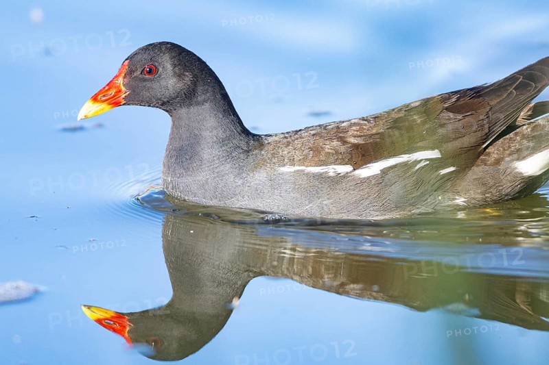 Moorhen (Gallinula chloropus) ml Germany