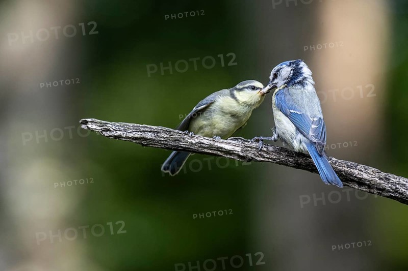 Blue tits (Parus caerulea), feeding young animals, Emsland, Lower Saxony, Germany, Europe