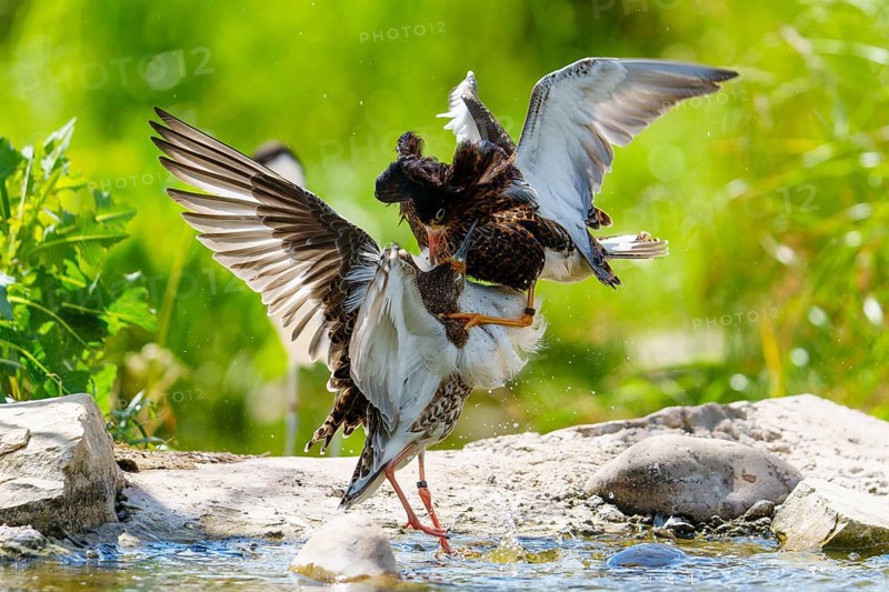 Ruff fighting at the water's edge, outstretched wings convey energy and movement, Ruff (Calidris pugnax, Syn.: Philomachus pugnax), courtship display, France, Europe