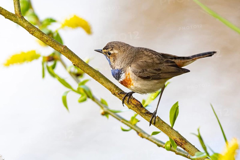 Bluethroat (Luscinia svecica cyanecula) ml Germany