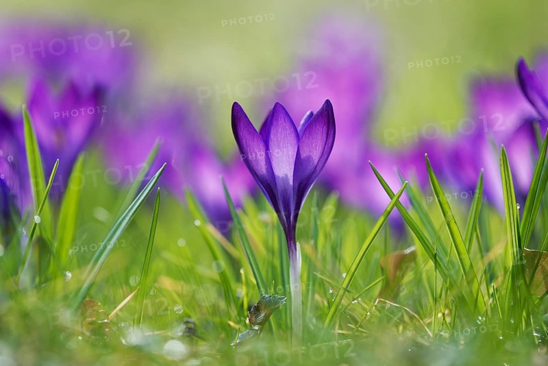 Woodland crocus (Crocus tommasinianus)