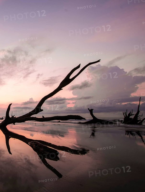 Boneyard Beach in South Carolina with old driftwood and dead trees and reflections at sunrise on a summer morning