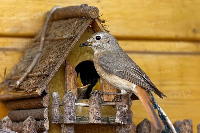 Common redstart feeding at the nest