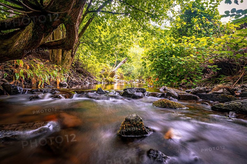 Wolfsbach river in summer with stream bank and natural stones in the water, Zorge, Lower Saxony, Germany, Europe