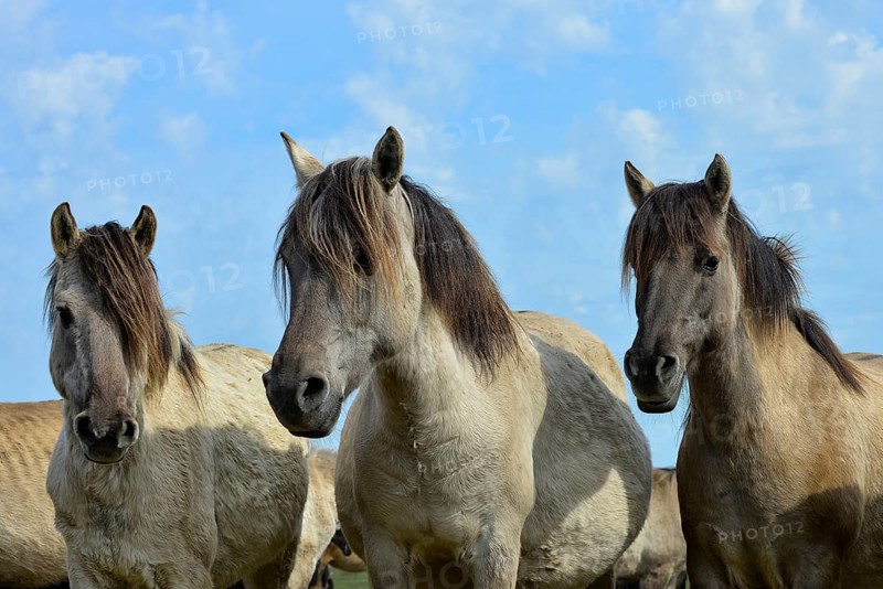 Three Dülmen mares standing close together with ears pricked, Merfelder Bruch, Dülmen, Münsterland, North Rhine-Westphalia, Germany, Europe