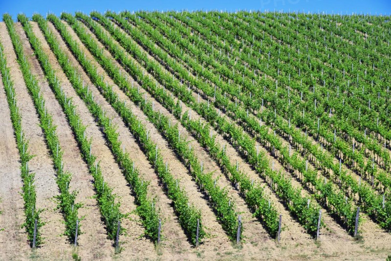 Vineyards near the city of San Gimignano, Tuscany, Italy, Europe