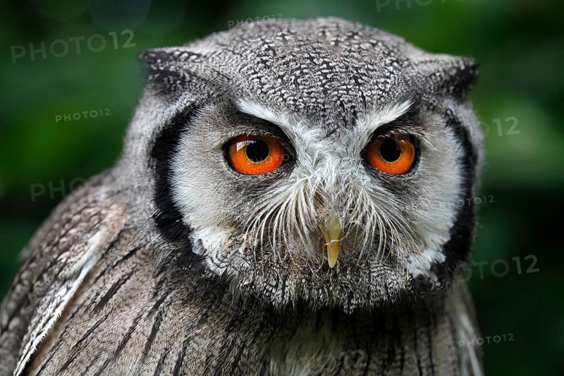 Northern white-faced owl (otus leucotis), portrait of an Adult