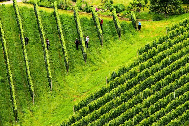 Gamlitz, Sulztal Austria, 13 06 2018: View on Beautiful rows of grapes before harvesting.People in field working, farmers between rows. Austria Slovenia area Sulztal, Gamliz, Spicnik. Background green patterns, rows of grape plants
