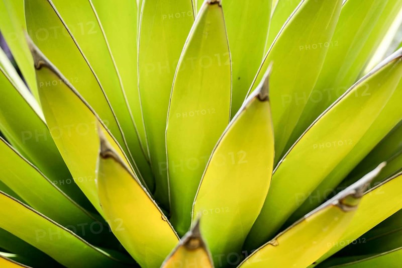 close up view of a green Agave cactus
