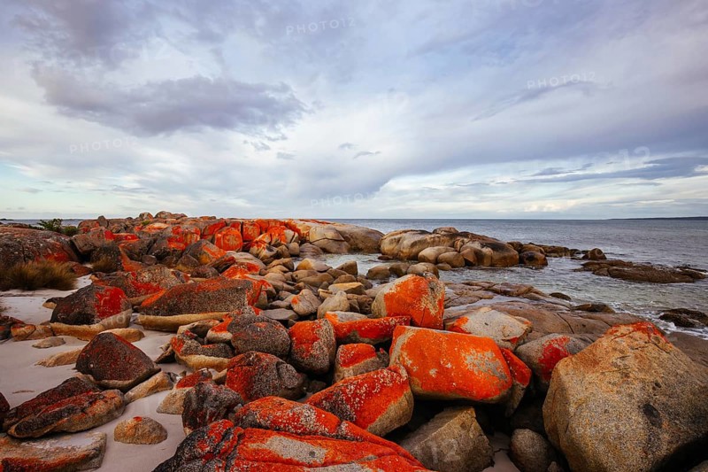 The lichen covered rocks at sunset in the Bay of Fires at Binalong Bay, Australia, Oceania