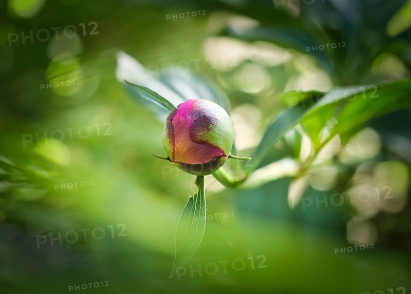 Peony bud