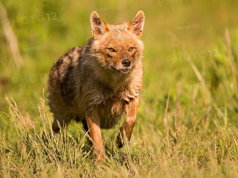 Golden jackal runs head-on towards the camera