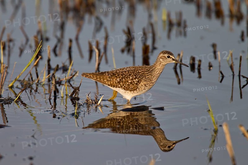 Wood sandpiper, Tringa glareola, wood sandpiper