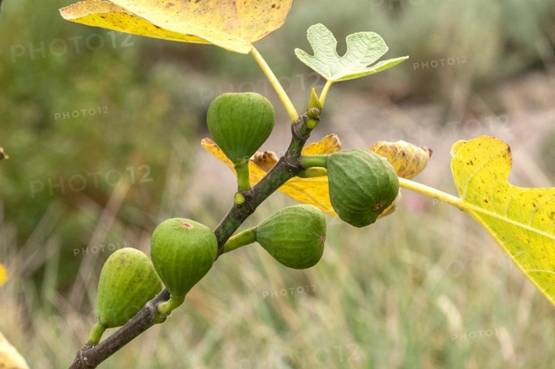 True fig (Ficus carica 'Brown Turkey'), New Botanical Garden, Czech Republic, Europe
