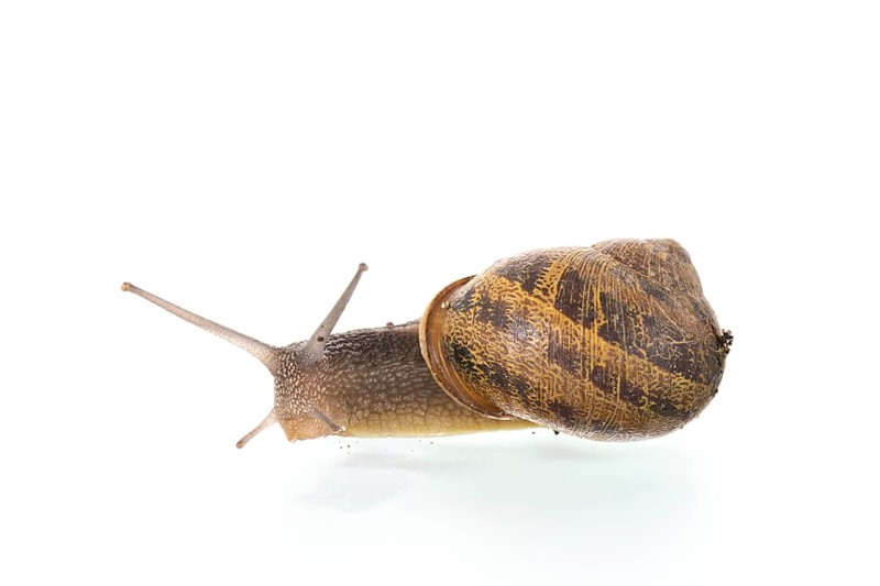 Single snail isolated over white background