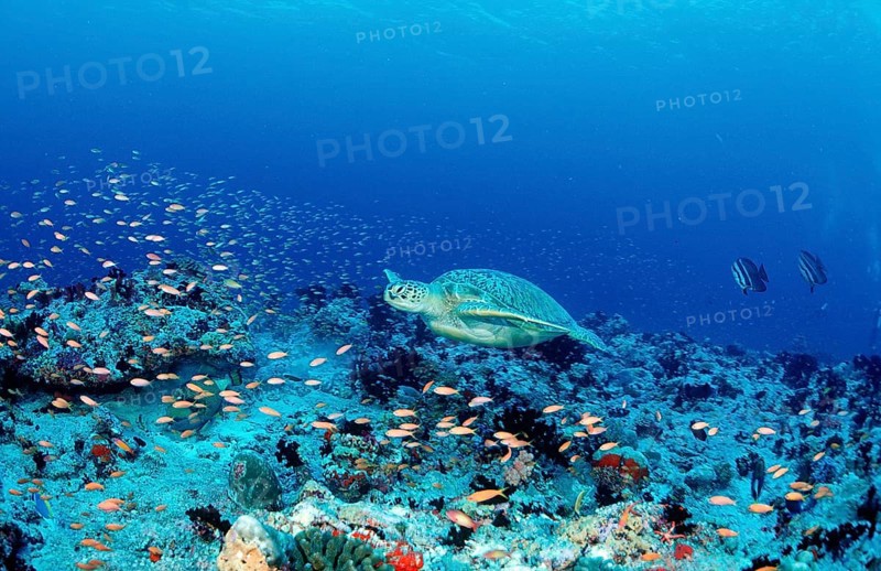 Green turtle, green turtle, Chelonia mydas, Maldives, Indian Ocean, Ari Atoll, Asia