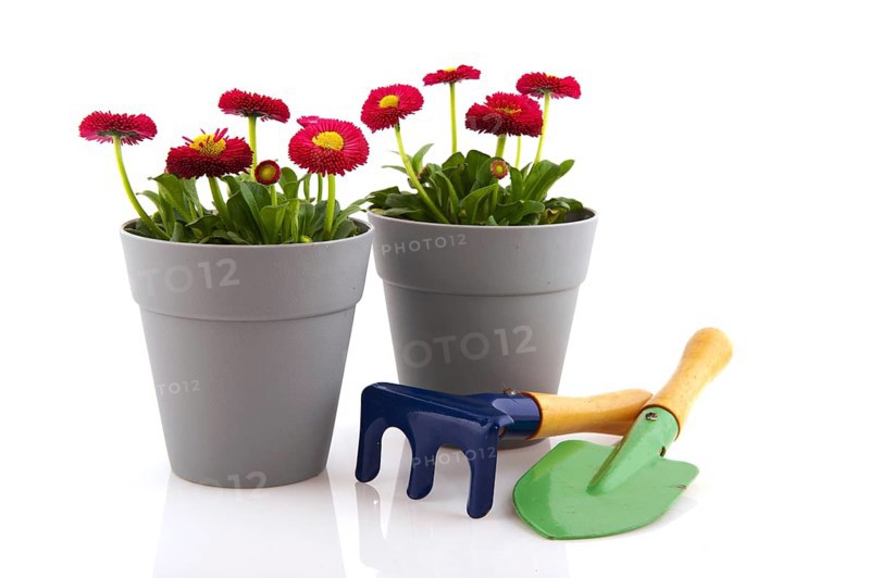 Bellis flowers in pink color and gray modern flower pot
