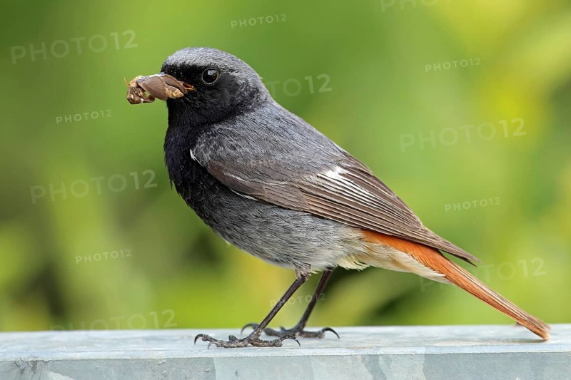 Black Redstart, Phoenicurus ochruros