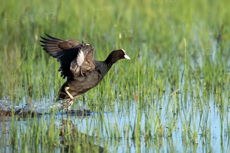 Coot, Fulica atra, starts