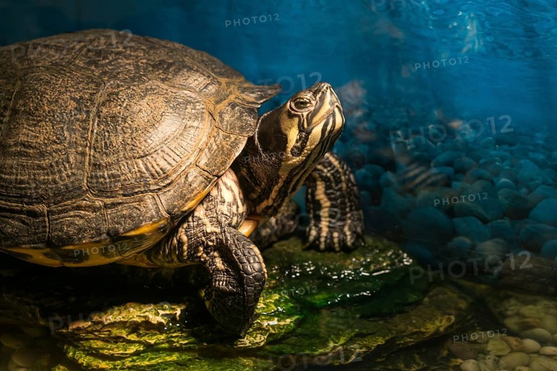 Western painted turtle chrysemys picta sitting on rock basking in late morning sun in fresh water pond