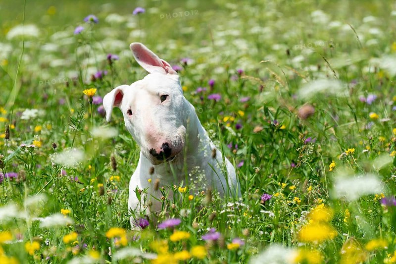 Portrait photo of white bull terrier outdoors on a sunny day, young purebreed bull terrier