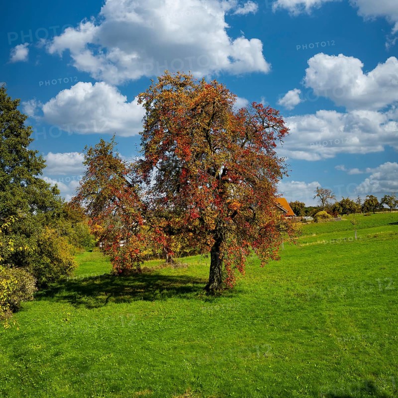 An old pear in an autumn coat