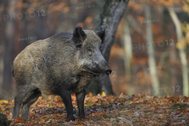 Sus scrofa