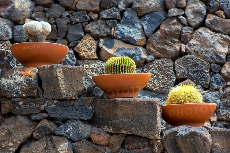Lanzarote Guatiza cactus garden pots in a row at Canary Islands