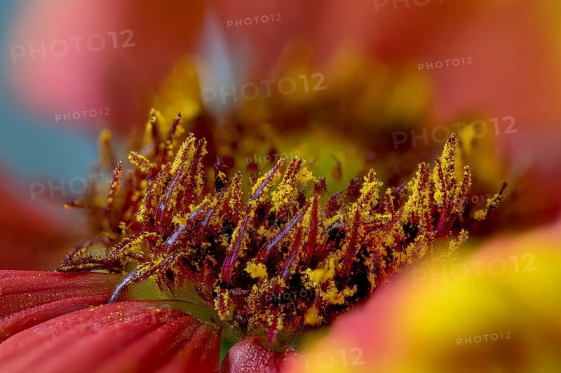 Gaillardia aristata is a North American wildflower in the sunflower family commonly known as blanketflower and cockade flower. It made its way to Europe and Australia