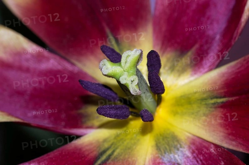 Tulip open