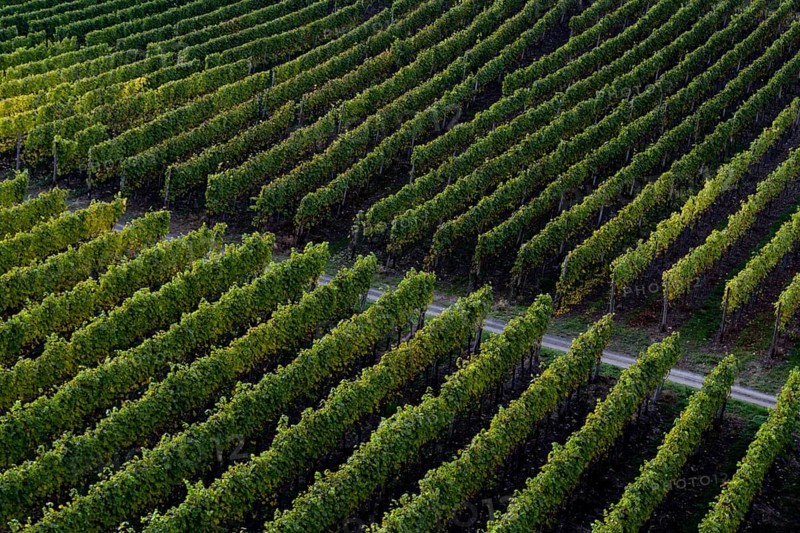 Vines in the Ahr valley, red wine hiking trail
