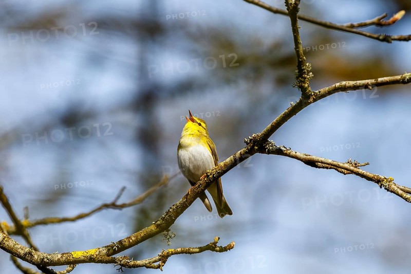 Singing Wood Warbler in a tree in the woodland at spring