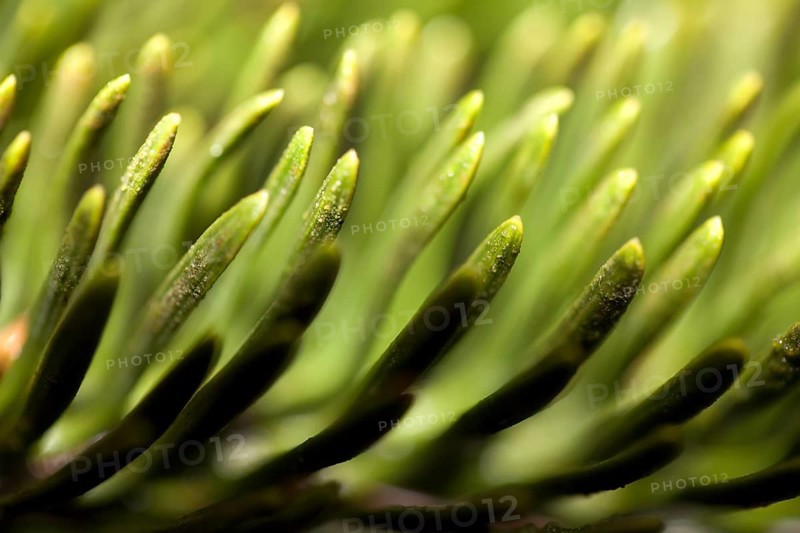 Detail of a Nordmann fir, Abies nordmanniana