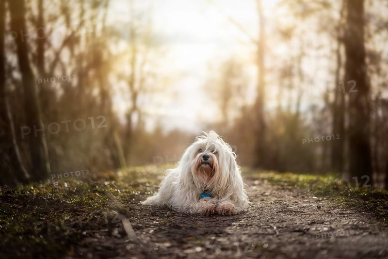 A small white Havanese lies on the flood embankment and is illuminated by the sun from behind