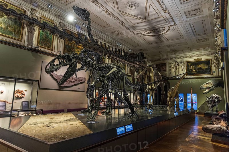 Dinosaur skeletons displayed The Museum of Natural History