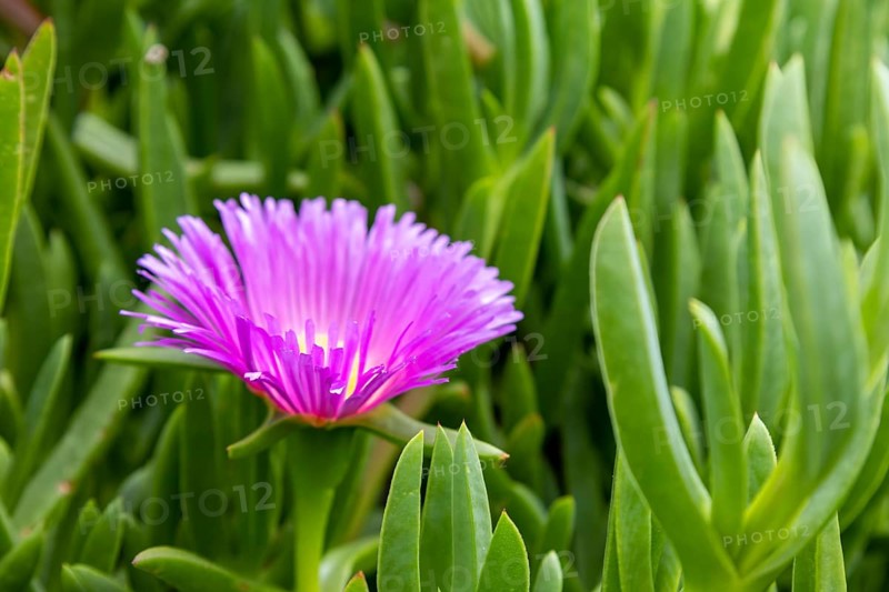 Pink Flowers, Carpobrotus edulis, flowering in Polzeath Cornwall