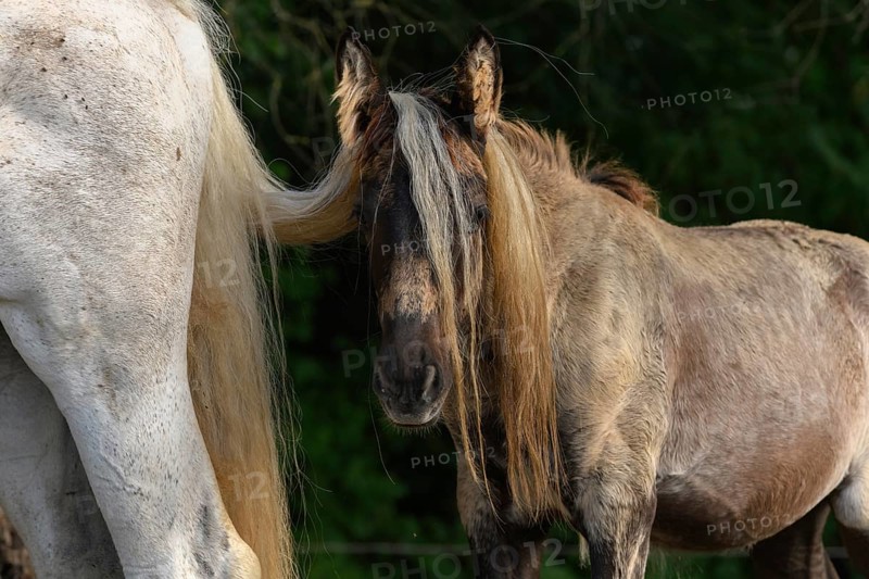 Draft Horse portrait in a pasture in the french country
