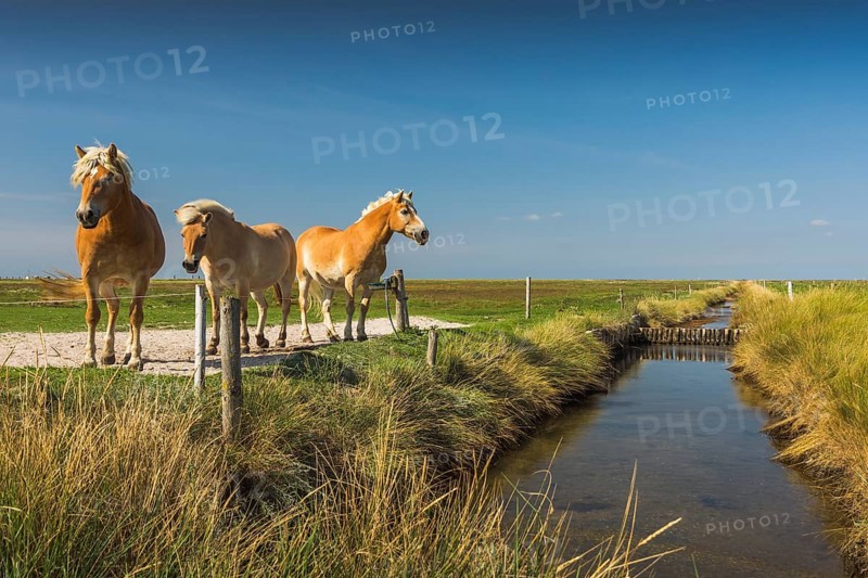 Horses on a pasture on the Hallig Hooge, North Frisia, Schleswig-Holstein, Germany, Europe