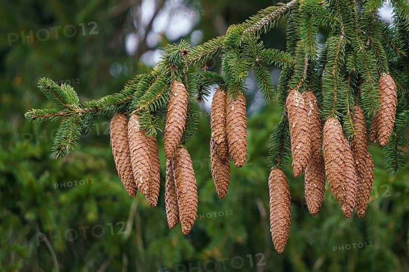Green spruce branches with needles and many cones. Many cones on spruce