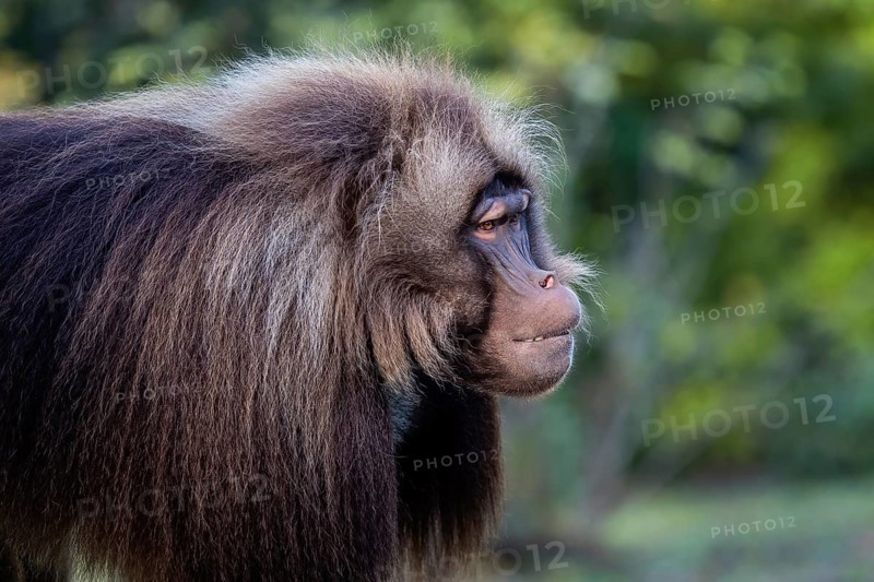 Alpha male of Gelada Baboon, Theropithecus gelada, beautiful ground primate. Monkey shows big teeth
