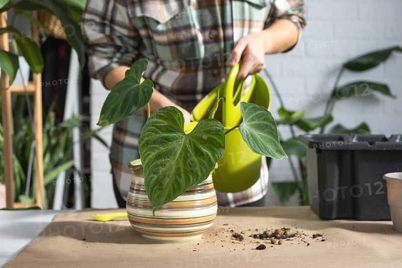 Transplanting a home plant Philodendron verrucosum into a new bigger pot in home interior. Caring for a potted plant, hands close-up