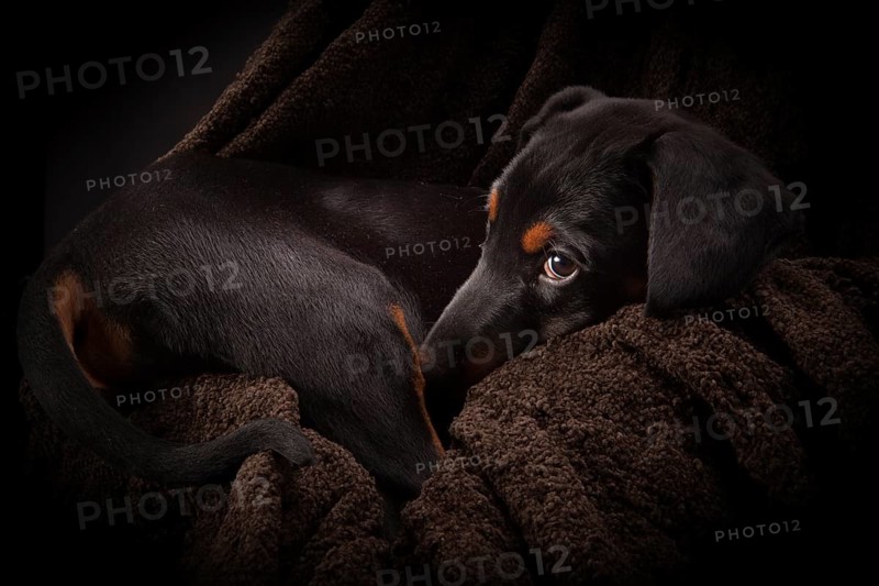 Doberman pinscher (Dobie) puppy in a studio setting
