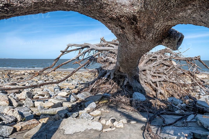 Bare tree trunks on beautiful Driftwood Beach, Georgia, Asia