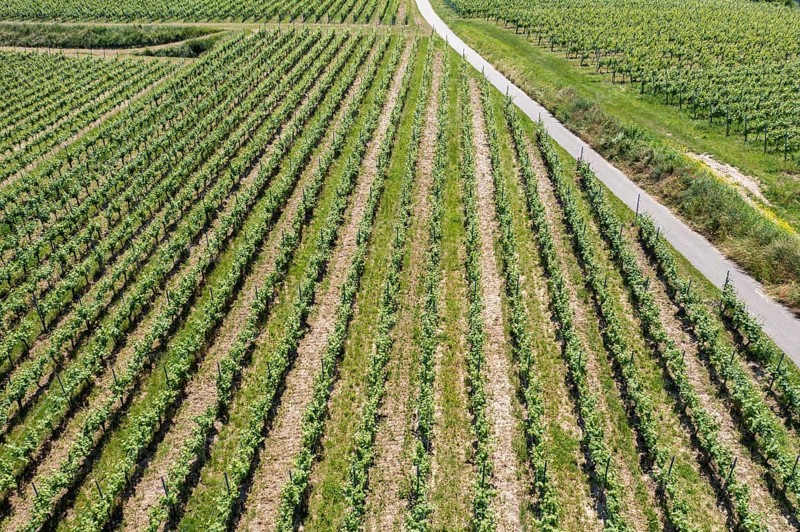 An image of a vineyard in Breisgau Germany region, fly over